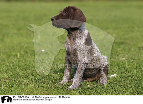 Deutsch Kurzhaar Welpe / German Shorthaired Pointer puppy / RR-02380