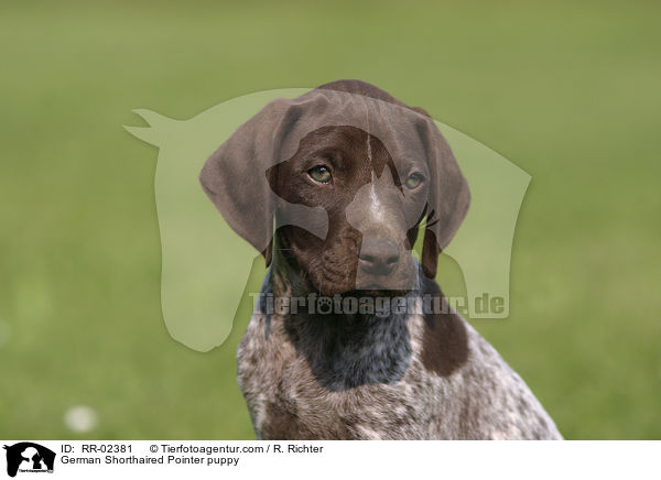 Deutsch Kurzhaar Welpe / German Shorthaired Pointer puppy / RR-02381