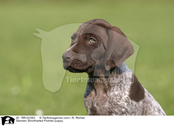 Deutsch Kurzhaar Welpe / German Shorthaired Pointer puppy / RR-02382