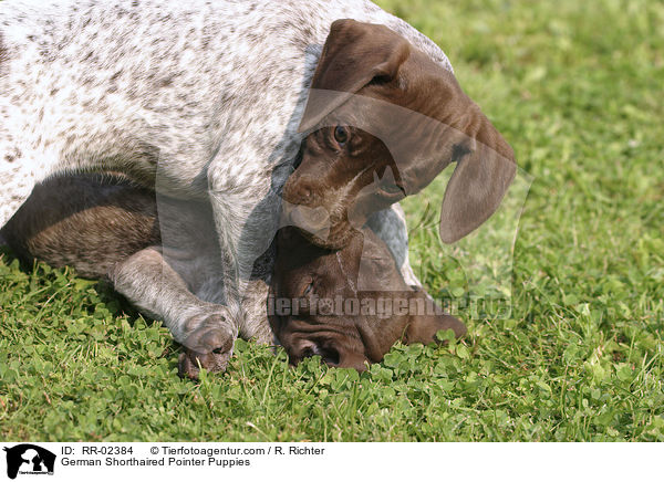 Deutsch Kurzhaar Welpen / German Shorthaired Pointer Puppies / RR-02384