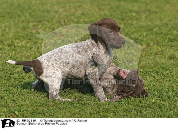 Deutsch Kurzhaar Welpen / German Shorthaired Pointer Puppies / RR-02386