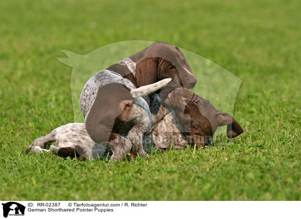 Deutsch Kurzhaar Welpen / German Shorthaired Pointer Puppies / RR-02387