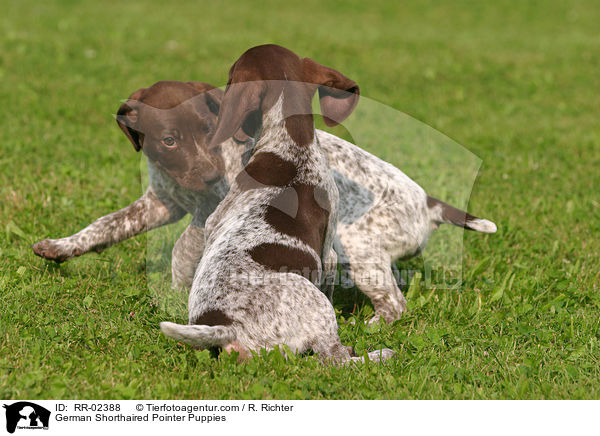 Deutsch Kurzhaar Welpen / German Shorthaired Pointer Puppies / RR-02388