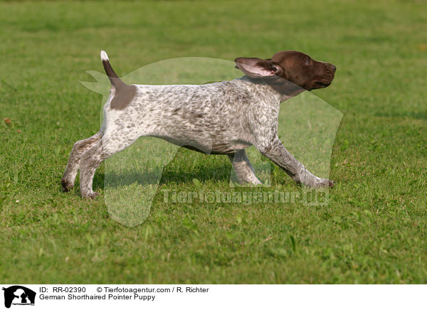 Deutsch Kurzhaar Welpe / German Shorthaired Pointer Puppy / RR-02390