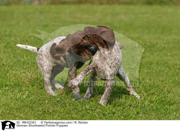 Deutsch Kurzhaar Welpen / German Shorthaired Pointer Puppies / RR-02391