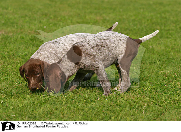 Deutsch Kurzhaar Welpen / German Shorthaired Pointer Puppies / RR-02392