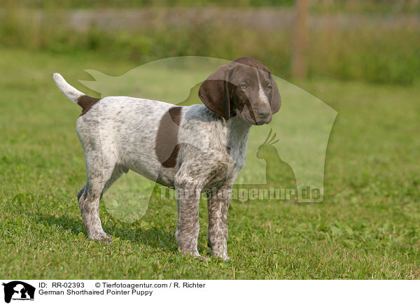 Deutsch Kurzhaar Welpe / German Shorthaired Pointer Puppy / RR-02393