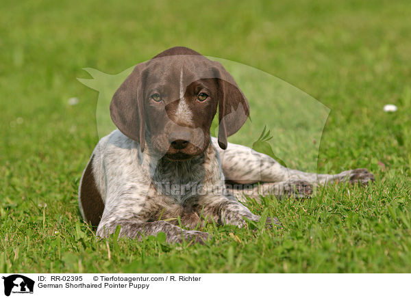Deutsch Kurzhaar Welpe / German Shorthaired Pointer Puppy / RR-02395