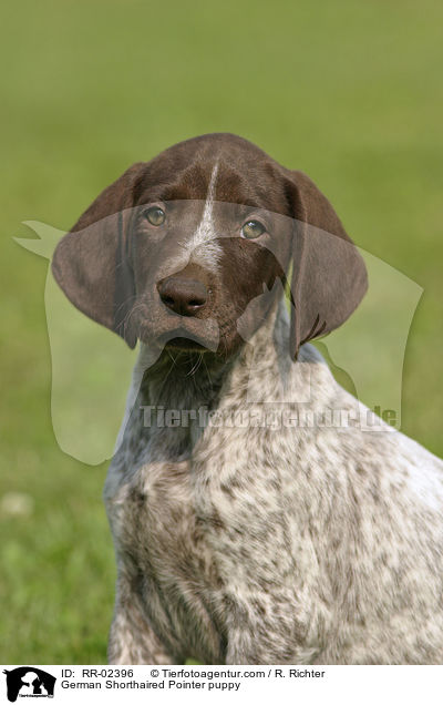 Deutsch Kurzhaar Welpe / German Shorthaired Pointer puppy / RR-02396