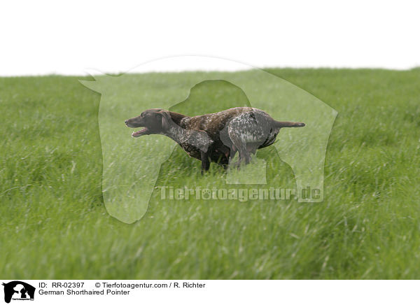 Deutsch Kurzhaar / German Shorthaired Pointer / RR-02397