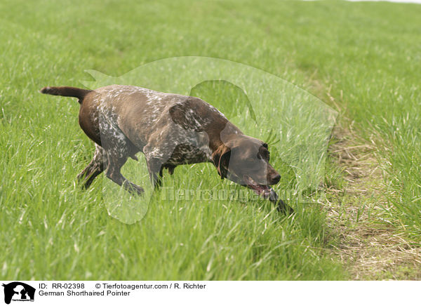 Deutsch Kurzhaar / German Shorthaired Pointer / RR-02398