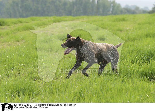 Deutsch Kurzhaar / German Shorthaired Pointer / RR-02400