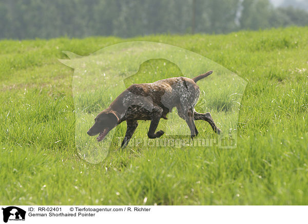 Deutsch Kurzhaar / German Shorthaired Pointer / RR-02401