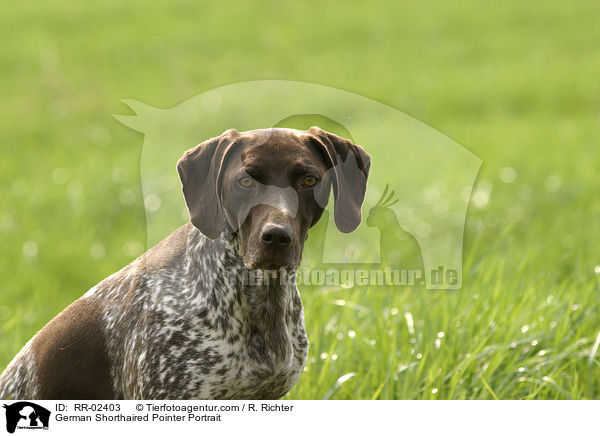 Deutsch Kurzhaar / German Shorthaired Pointer Portrait / RR-02403