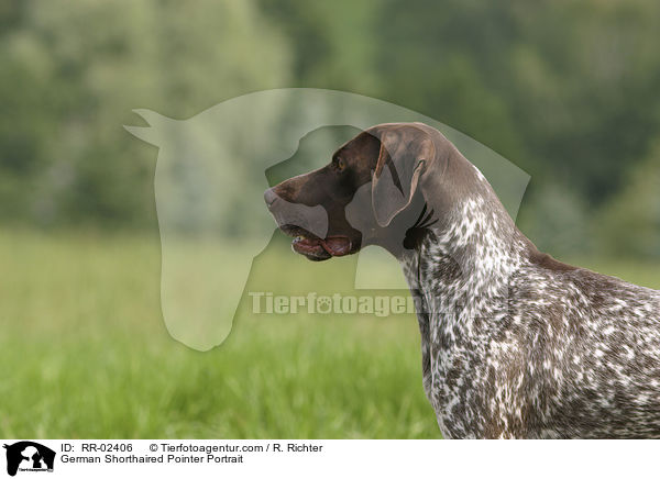 Deutsch Kurzhaar / German Shorthaired Pointer Portrait / RR-02406