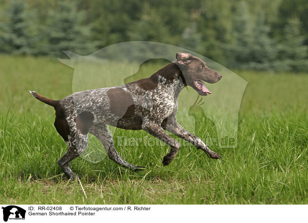 Deutsch Kurzhaar / German Shorthaired Pointer / RR-02408