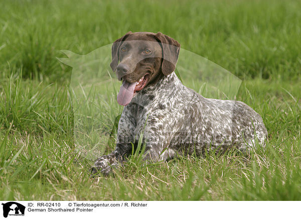 Deutsch Kurzhaar / German Shorthaired Pointer / RR-02410