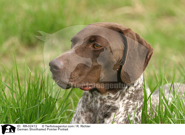 Deutsch Kurzhaar / German Shorthaired Pointer Portrait / RR-02412