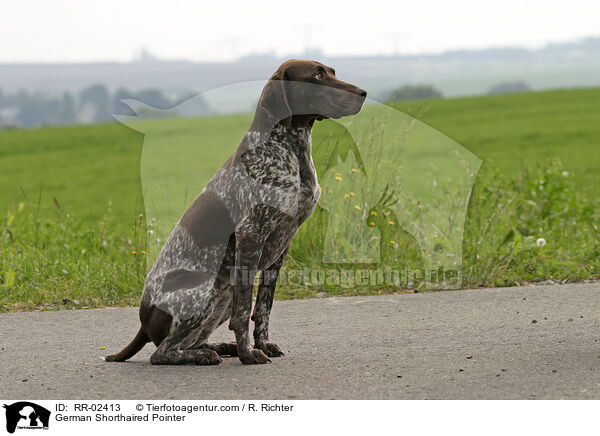 Deutsch Kurzhaar / German Shorthaired Pointer / RR-02413