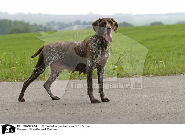 Deutsch Kurzhaar / German Shorthaired Pointer / RR-02414