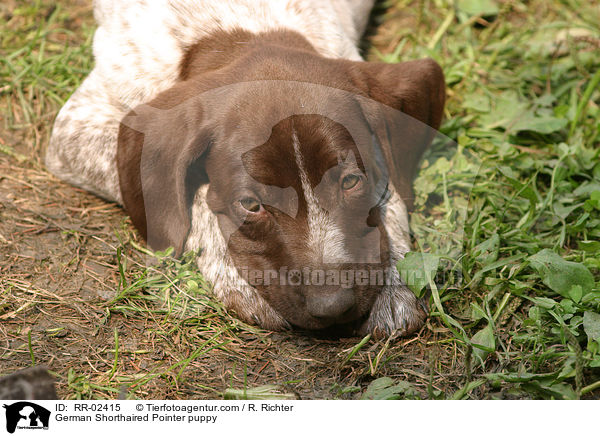 Deutsch Kurzhaar Welpe / German Shorthaired Pointer puppy / RR-02415