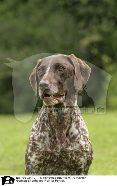 Deutsch Kurzhaar / German Shorthaired Pointer Portrait / RR-02419