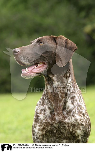 Deutsch Kurzhaar / German Shorthaired Pointer Portrait / RR-02420