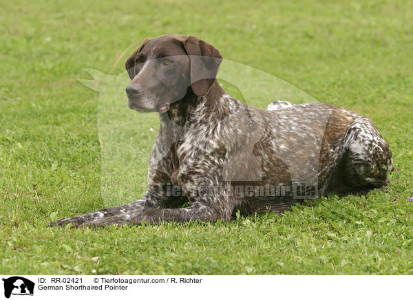 Deutsch Kurzhaar / German Shorthaired Pointer / RR-02421