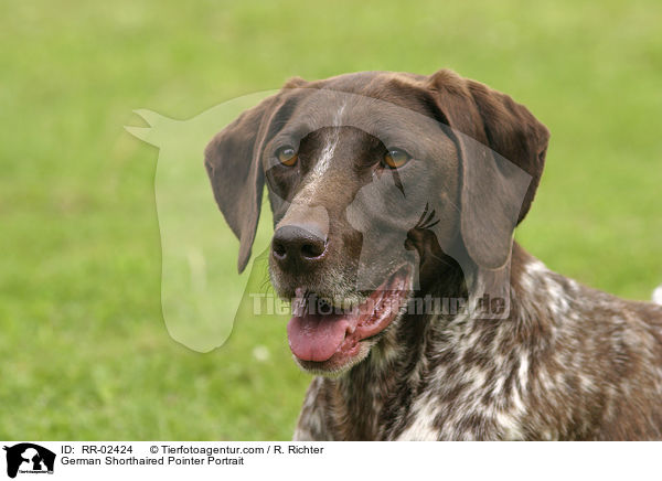 Deutsch Kurzhaar / German Shorthaired Pointer Portrait / RR-02424