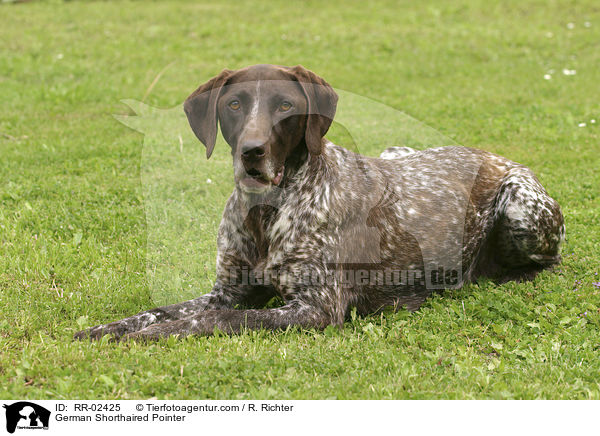 Deutsch Kurzhaar / German Shorthaired Pointer / RR-02425