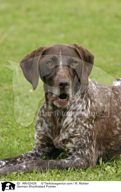 Deutsch Kurzhaar / German Shorthaired Pointer / RR-02426