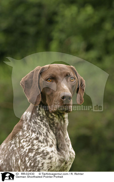 Deutsch Kurzhaar / German Shorthaired Pointer Portrait / RR-02430