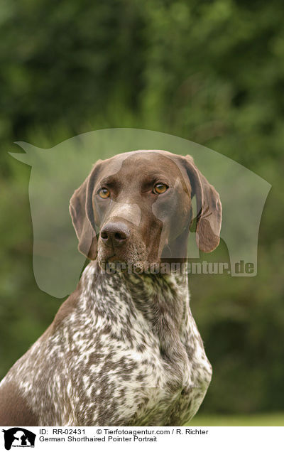 Deutsch Kurzhaar / German Shorthaired Pointer Portrait / RR-02431