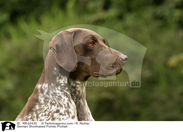 Deutsch Kurzhaar / German Shorthaired Pointer Portrait / RR-02435