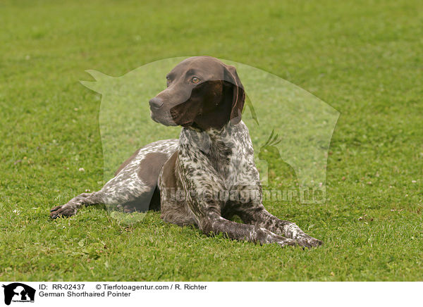 Deutsch Kurzhaar / German Shorthaired Pointer / RR-02437