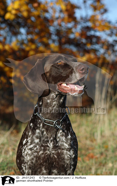 german shorthaired Pointer / JH-01243