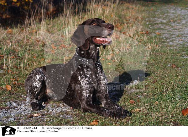 German Shorthaired Pointer / JH-01244