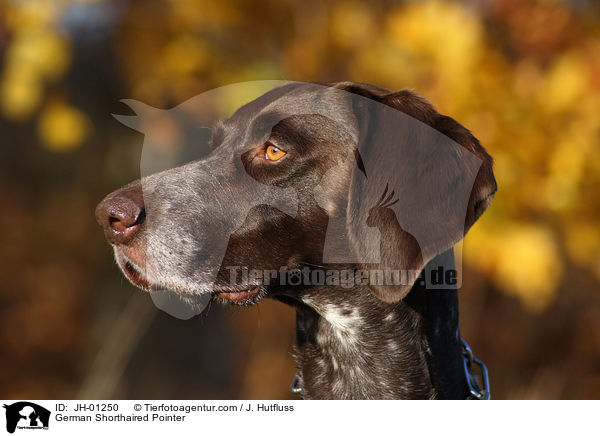 Deutsch Kurzhaar Portrait / German Shorthaired Pointer / JH-01250