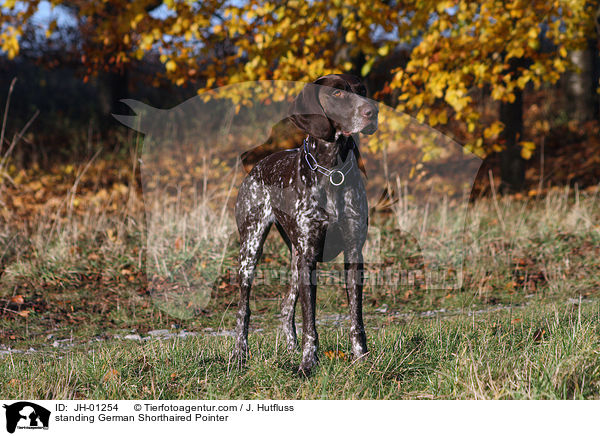 stehender Deutsch Kurzhaar / standing German Shorthaired Pointer / JH-01254