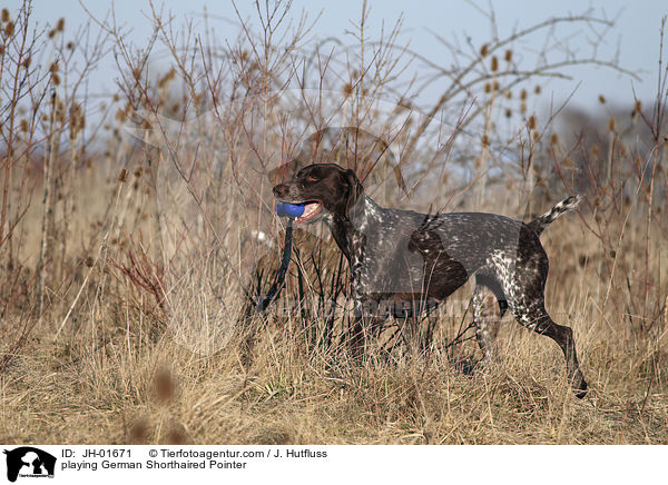 spielender Deutsch Kurzhaar / playing German Shorthaired Pointer / JH-01671