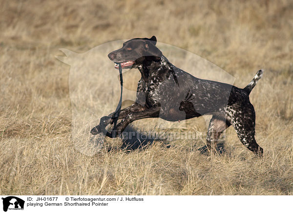 spielender Deutsch Kurzhaar / playing German Shorthaired Pointer / JH-01677