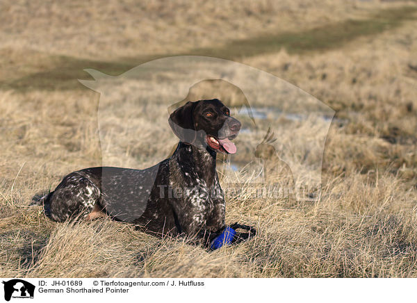 Deutsch Kurzhaar / German Shorthaired Pointer / JH-01689