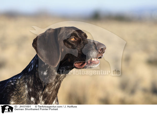 Deutsch Kurzhaar Portrait / German Shorthaired Pointer Portrait / JH-01691