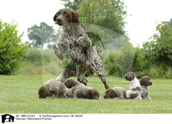 Deutsch Kurzhaar Welpen / German Wirehaired Pointer / MR-01043