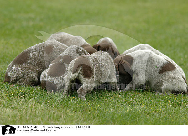 Deutsch Kurzhaar Welpen / German Wirehaired Pointer / MR-01046