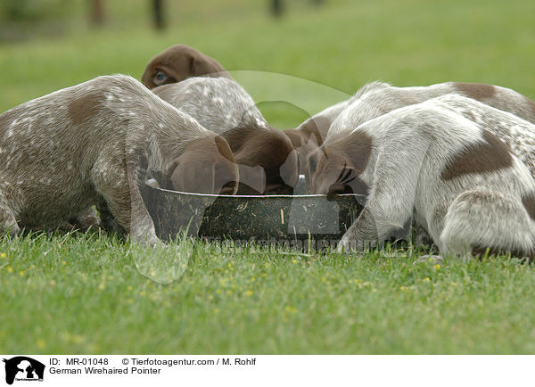 Deutsch Kurzhaar Welpen / German Wirehaired Pointer / MR-01048