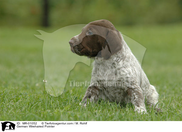German Wirehaired Pointer / MR-01052
