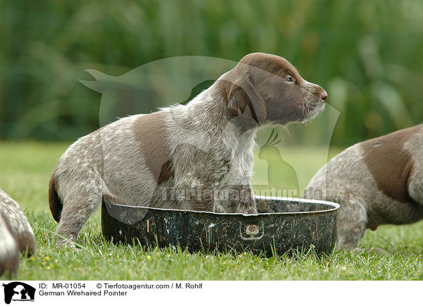 German Wirehaired Pointer / MR-01054