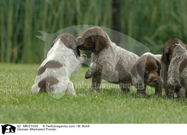 German Wirehaired Pointer / MR-01058