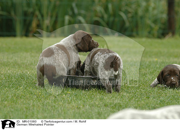 German Wirehaired Pointer / MR-01060